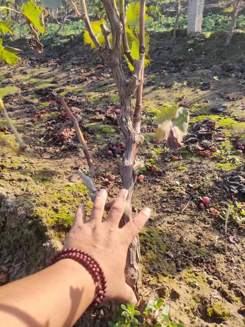 【葡萄树】占地葡萄树，诚信经营，量大从优，欢迎咨询