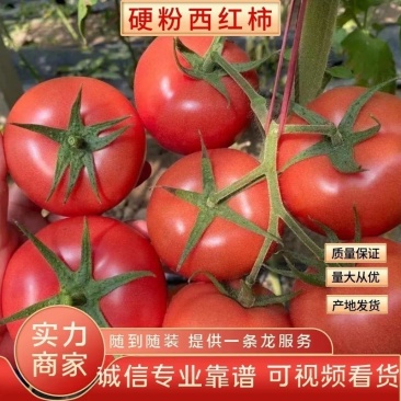 优质硬粉西红柿，针对商超批发市场，电商货源充足，大量有货