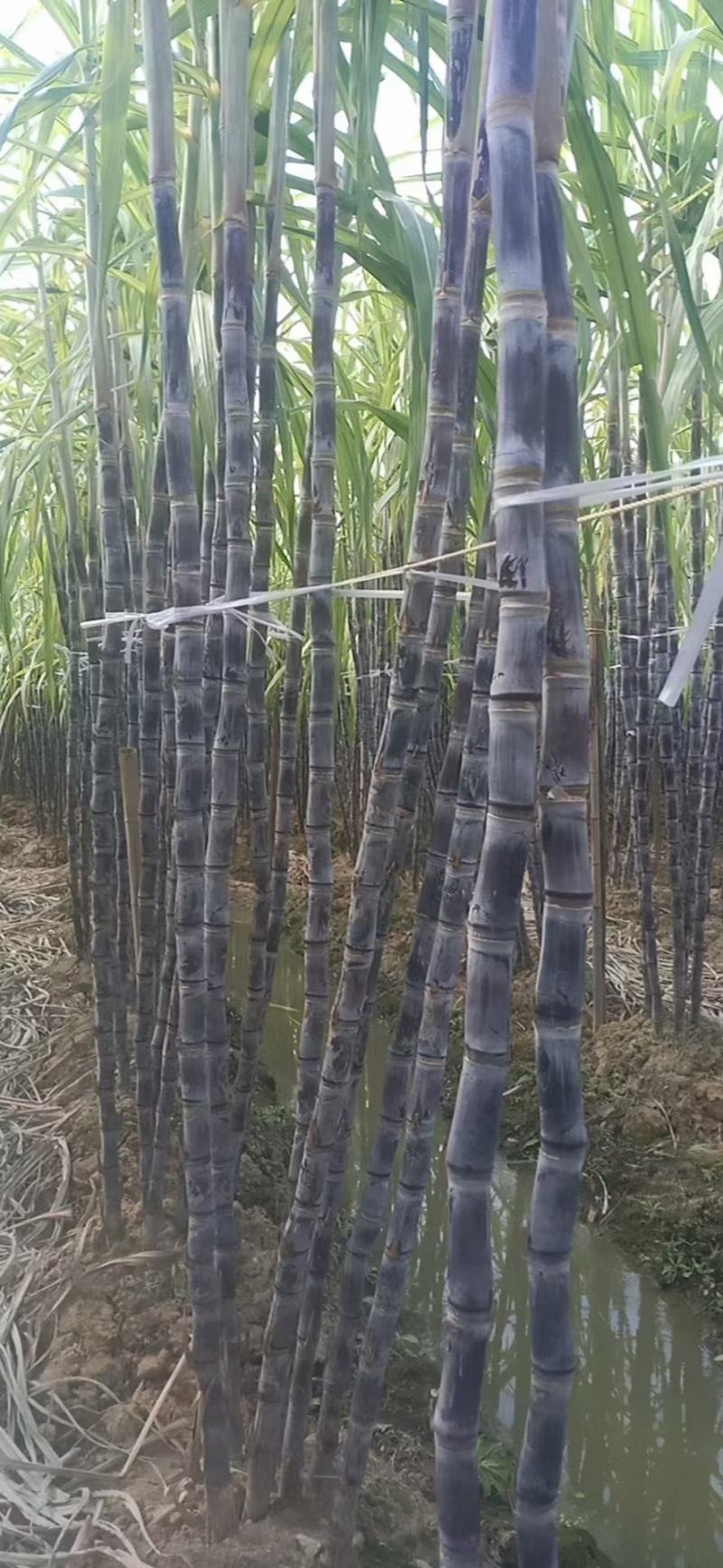 桂果二号脱毒种黑皮甘蔗，节巴均匀颜色漂亮