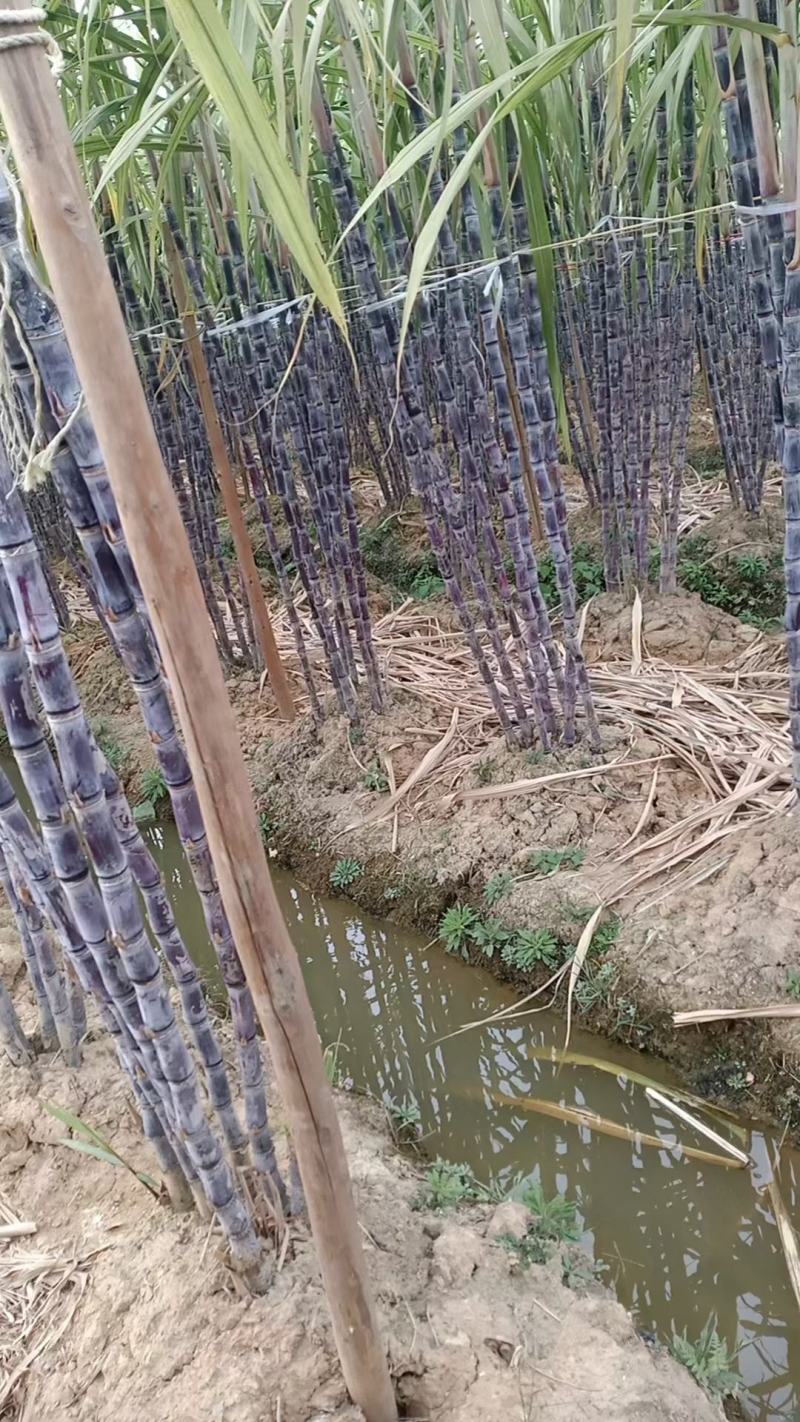 桂果二号脱毒种黑皮甘蔗，节巴均匀颜色漂亮