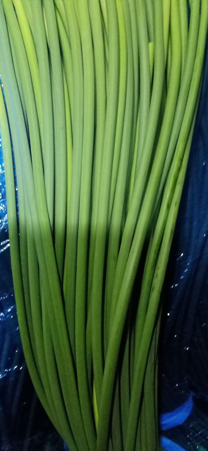 蒜苔