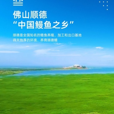 顺德精品鳗鱼亦称白鳝国家地理标志产品。限量版2-3年老鳝