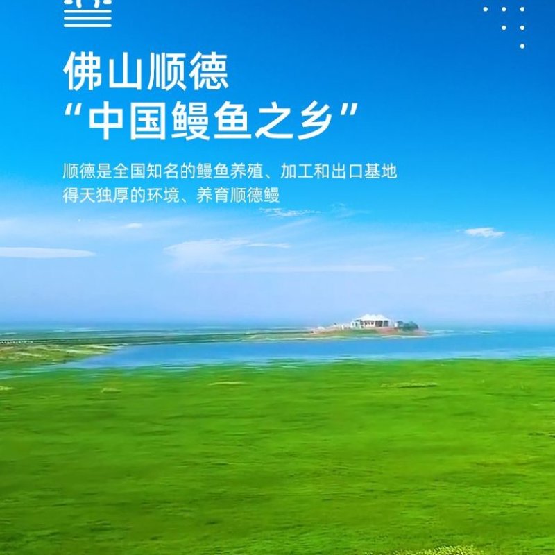 顺德精品鳗鱼亦称白鳝国家地理标志产品。限量版2-3年老鳝