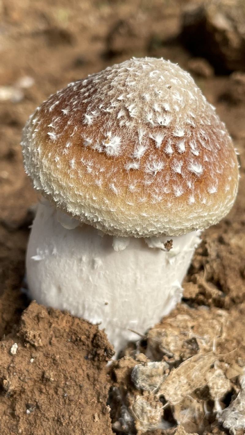 赤松茸种植基地大球盖菇供货大棚货质量好