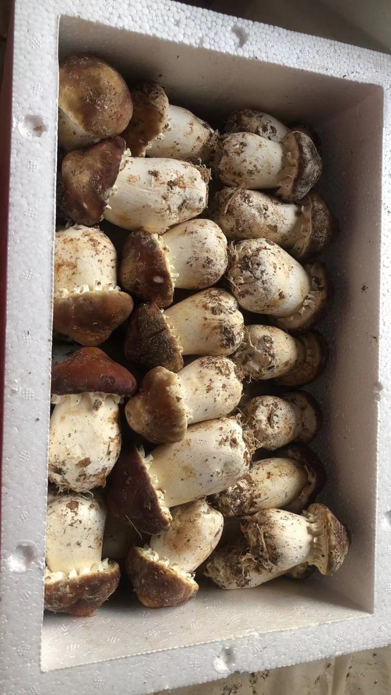 赤松茸种植基地大球盖菇供货大棚货质量好