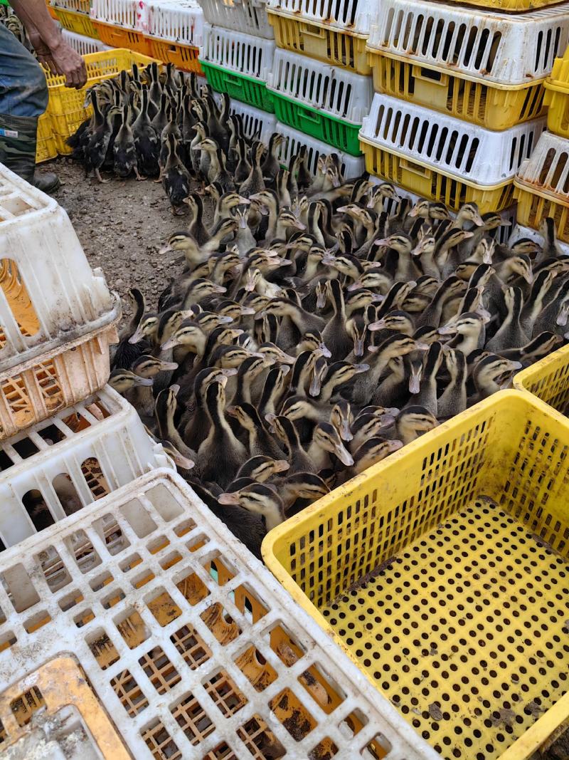 童鸭大种青头鸭大种麻鸭一斤四五已打好疫苗欢迎电话咨询