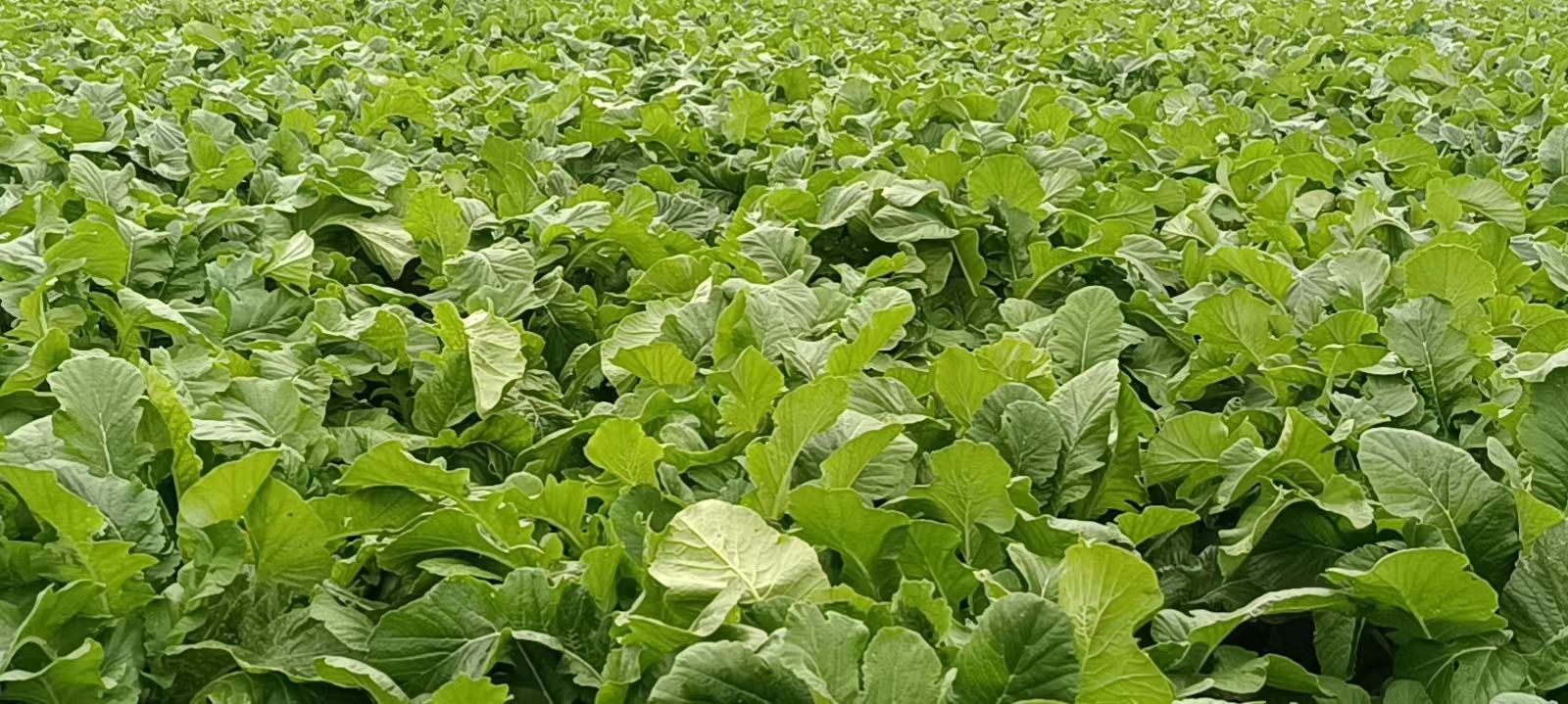 现代化蔬菜种植基地中的白萝卜田间生长情况