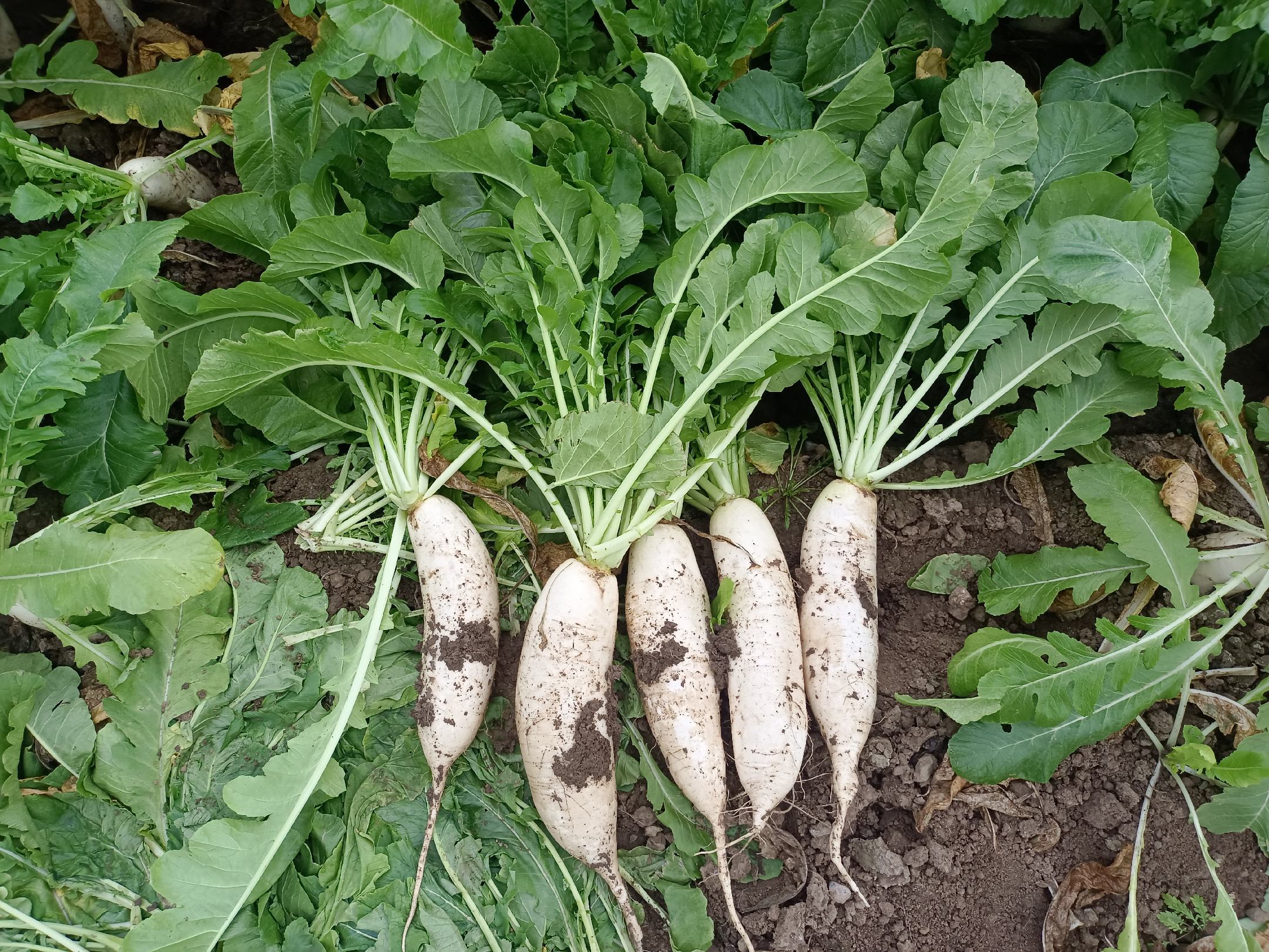 白长圆柱形萝卜田间生长状态