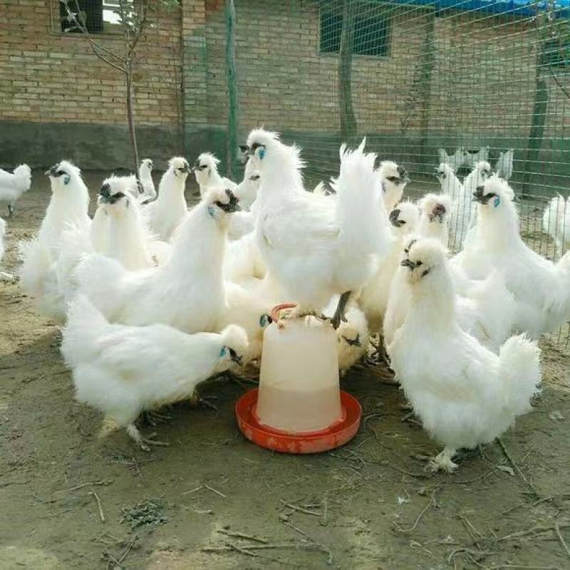 乌鸡苗竹丝鸡苗泰和乌鸡苗白羽羽鸡苗土鸡苗