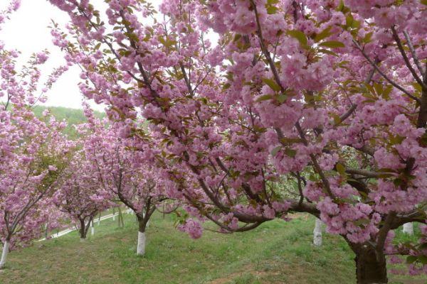 樱花盛开在春日的公园中,粉白花瓣随风飘落,营造出梦幻般的氛围 樱花盛开的场景