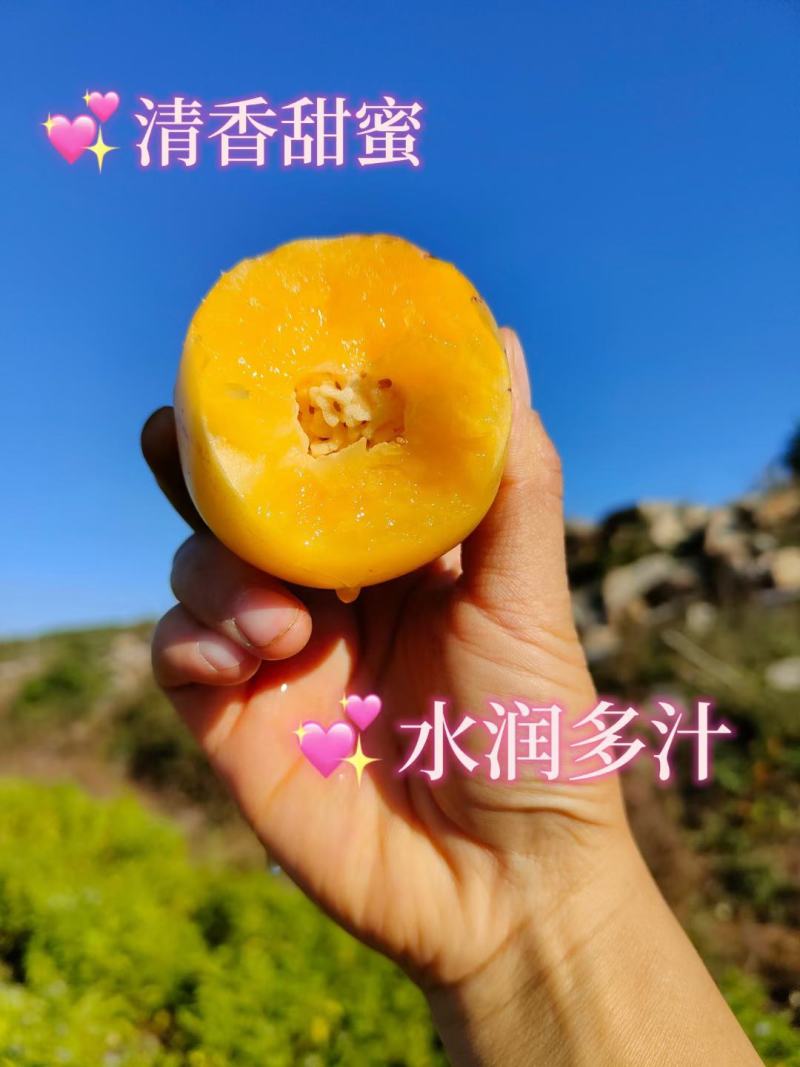 云南新鲜人参果现采现发新鲜度高对接电商支持一件代发