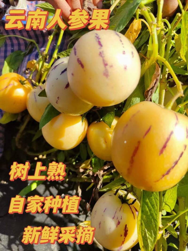 云南新鲜人参果现采现发新鲜度高对接电商支持一件代发