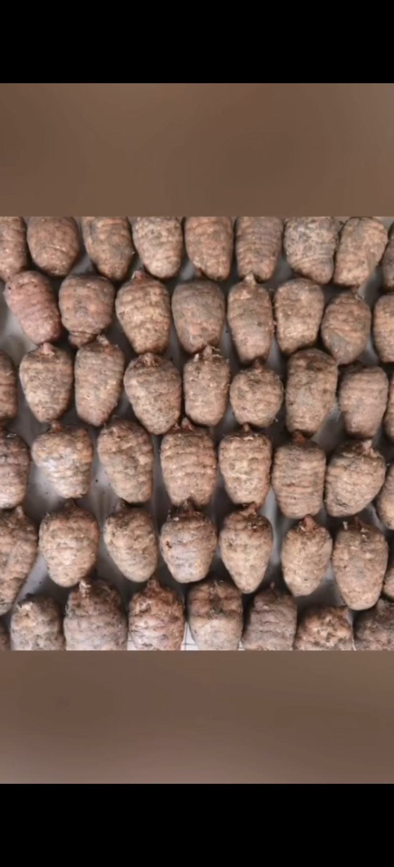 【推荐】昭通天麻视频看货一手货源对接全国品质保证