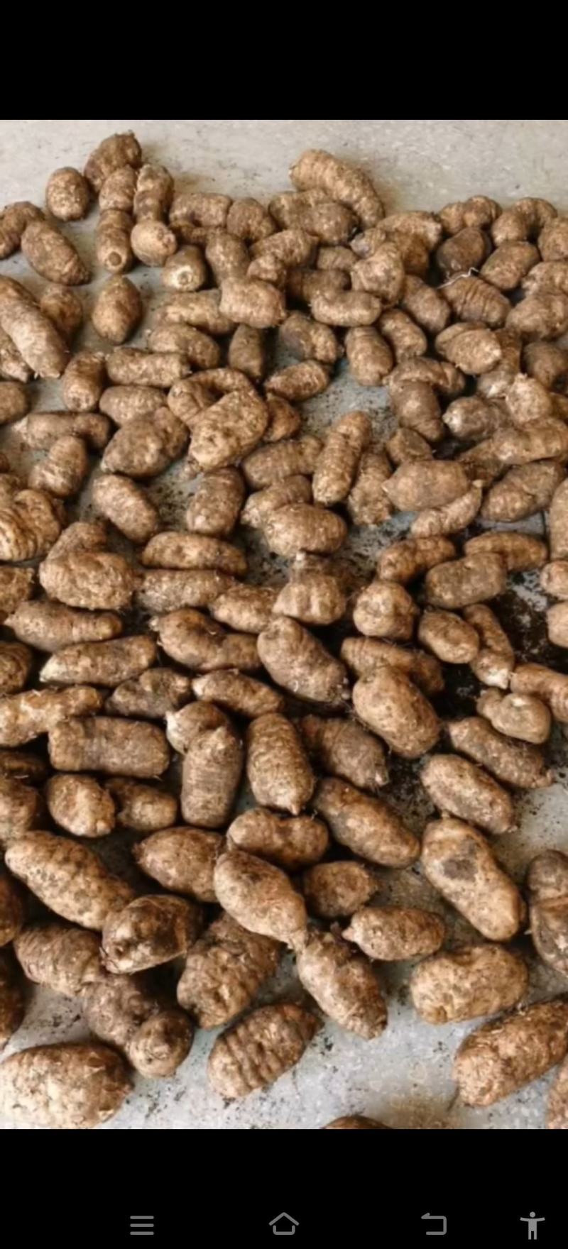 【推荐】昭通天麻视频看货一手货源对接全国品质保证