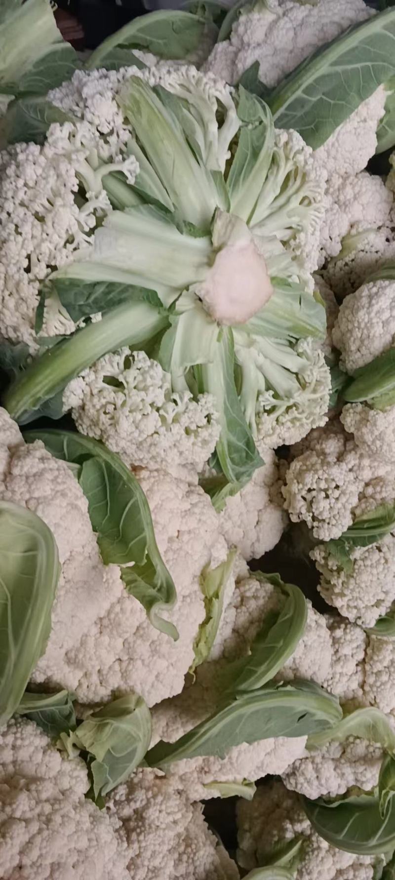 陆续松花上市，货量有保证，质量有保障