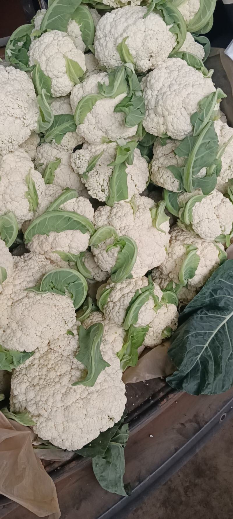 陆续松花上市，货量有保证，质量有保障