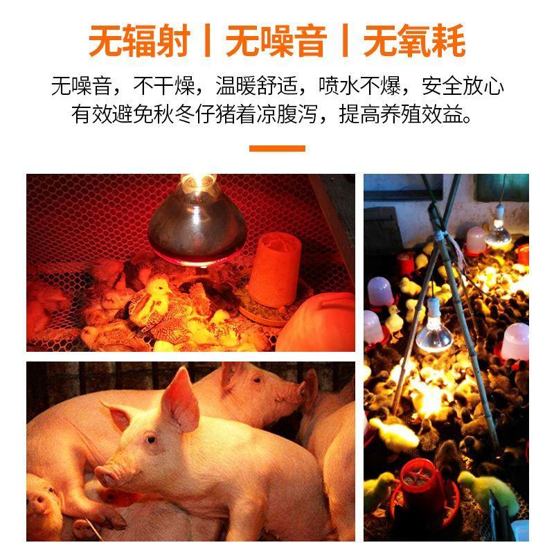 保温灯猪用养殖取暖灯防爆保温灯泡小鸡仔猪加热保暖灯泡烤灯