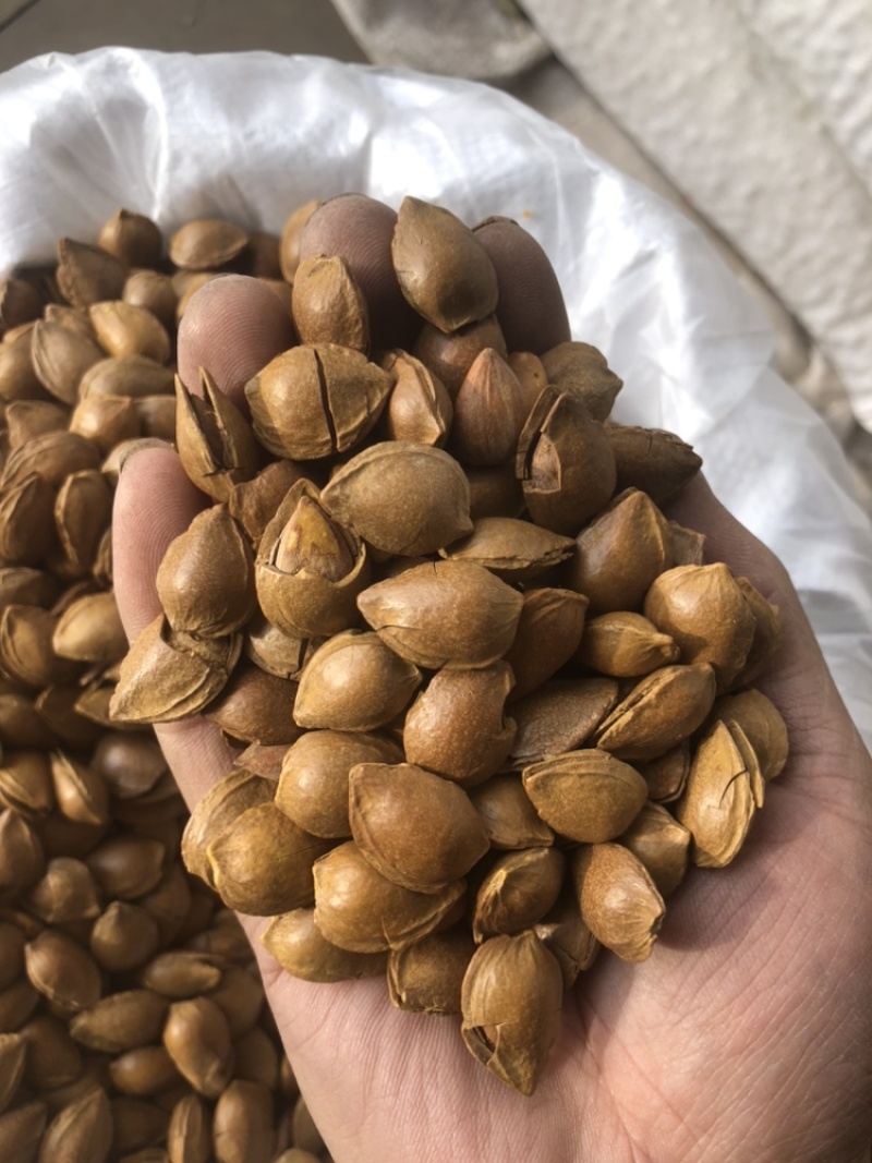 河北杏核开口杏核小龙带壳杏核奶味五香原味