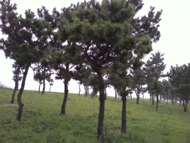 松树苗