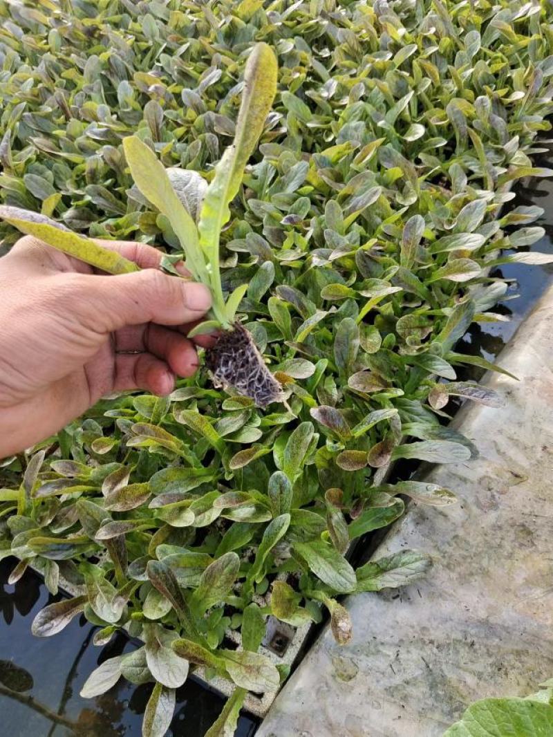 云南红叶莴笋苗一手货源存活率高货源充足对接全国