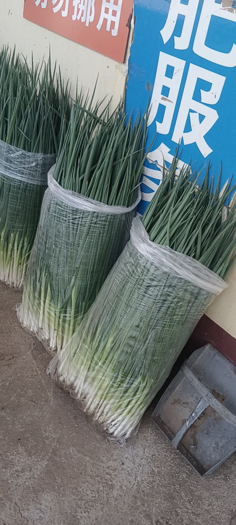 四季小香葱常年供货可视频看货可发车产地直发一手货源