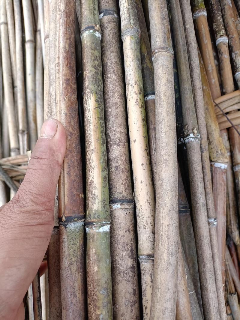 广西桂林大量山竹，有需要的可以找我