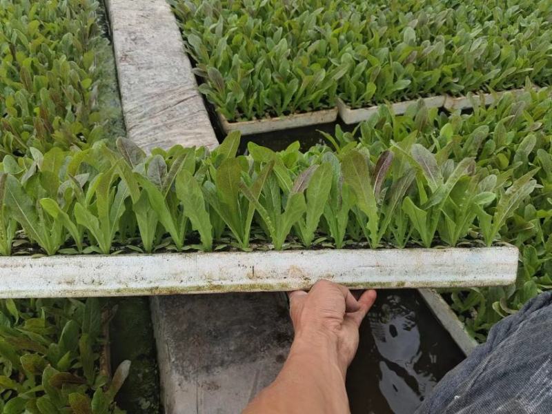 热卖中一手货源红叶呙笋苗存活率高货源充足对接全国