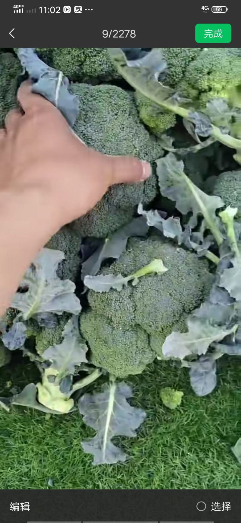 山东单县西兰花大量供应