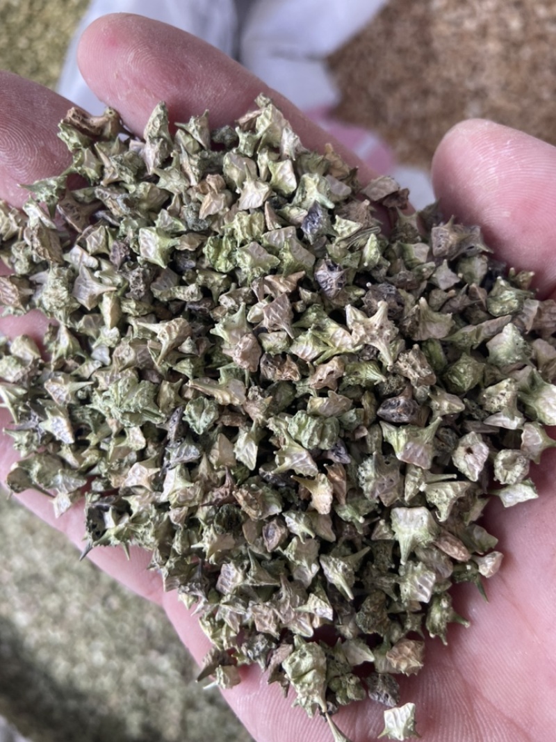 白蒺藜新货刺蒺藜七厘茨刺蒺藜蒺藜子