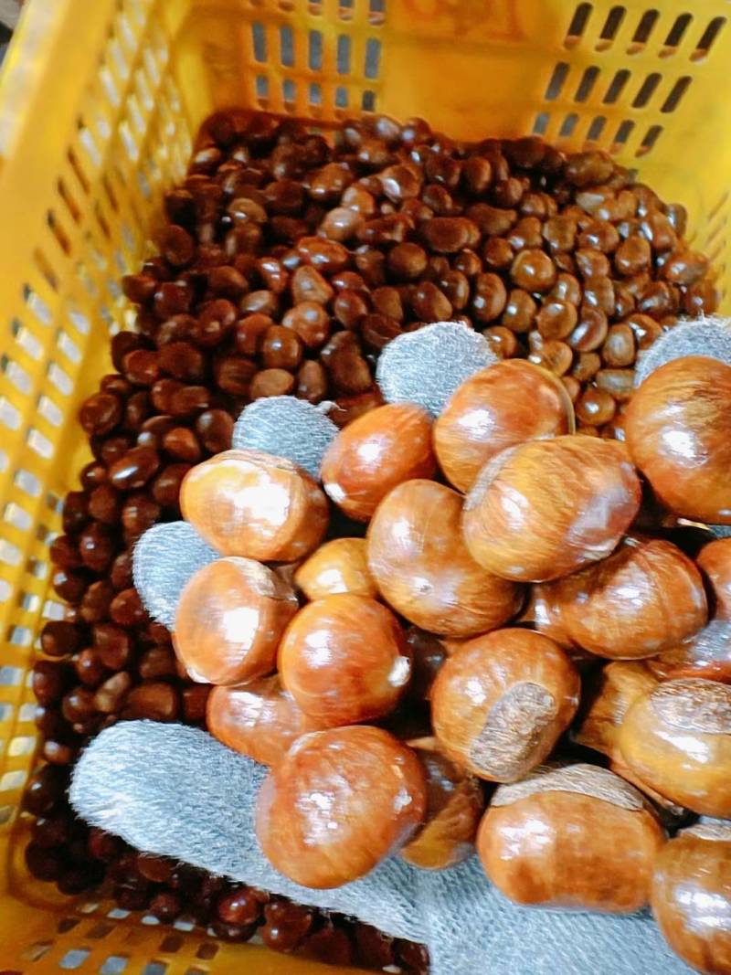 炒栗子有保证，可开口可不开口炒。全部精挑细选内腐2%左右