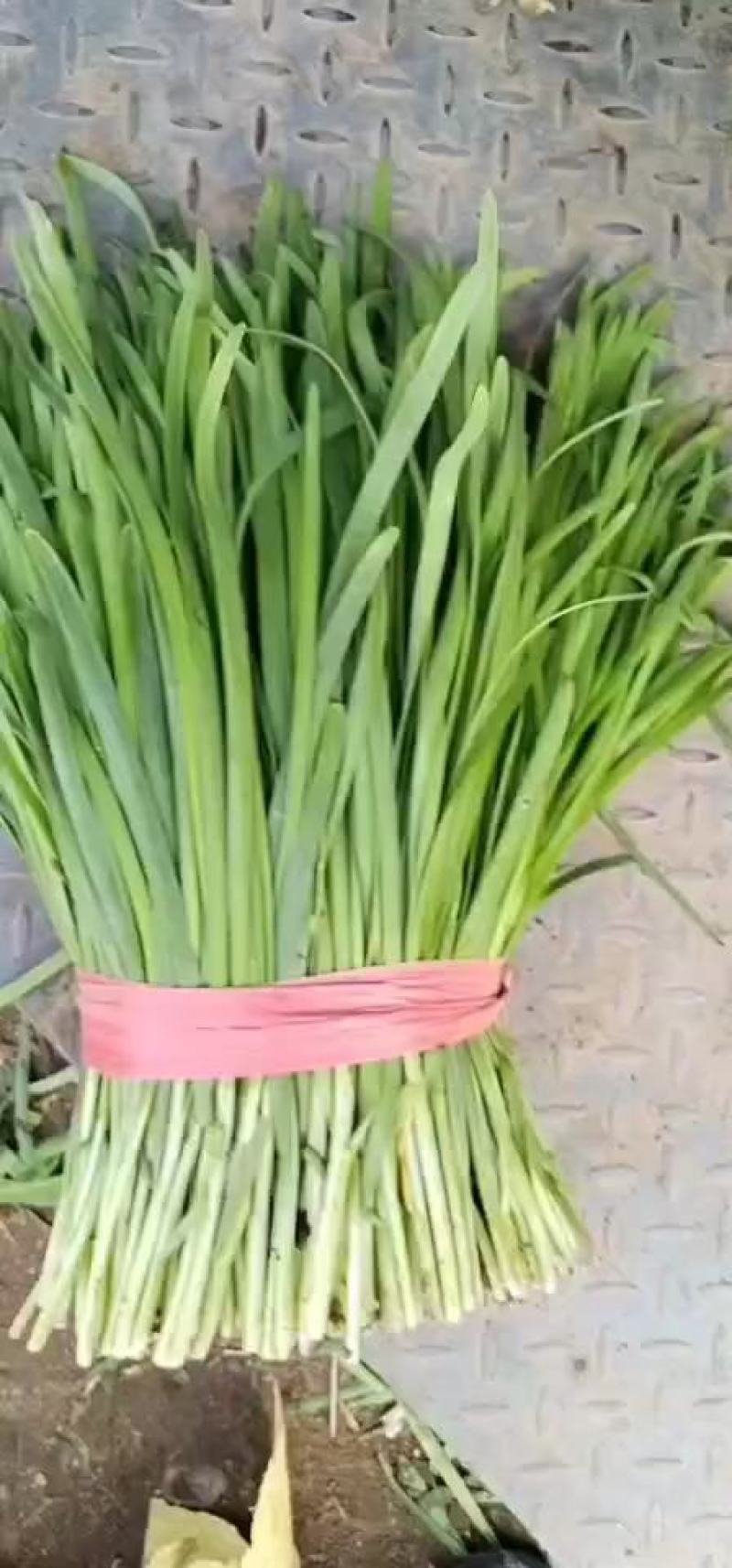 乐亭头茬韭菜大量上市可当天采摘当天发货价格美丽