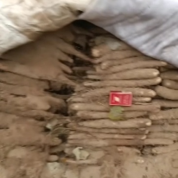内黄山药基地棒药双棒紫药白皮铁棍大量上市中