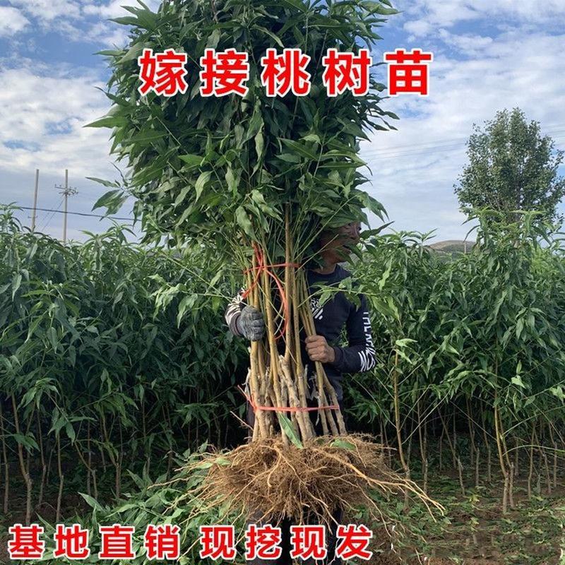 血桃树苗紫肉血桃南北方种植现挖现发包成活包结果