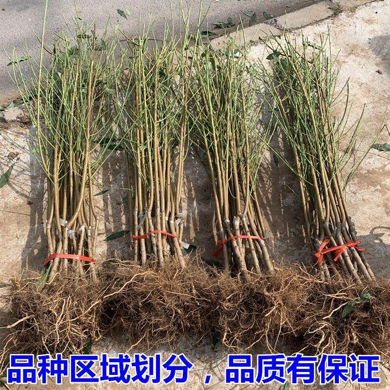 血桃树苗紫肉血桃南北方种植现挖现发包成活包结果