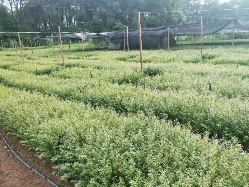 高含量红豆杉