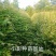 高含量红豆杉