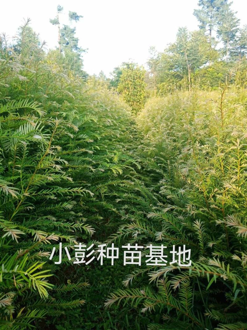 高含量红豆杉