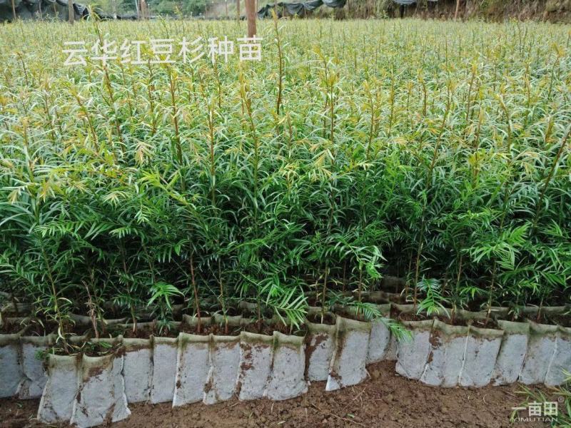 高含量红豆杉