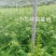 高含量红豆杉