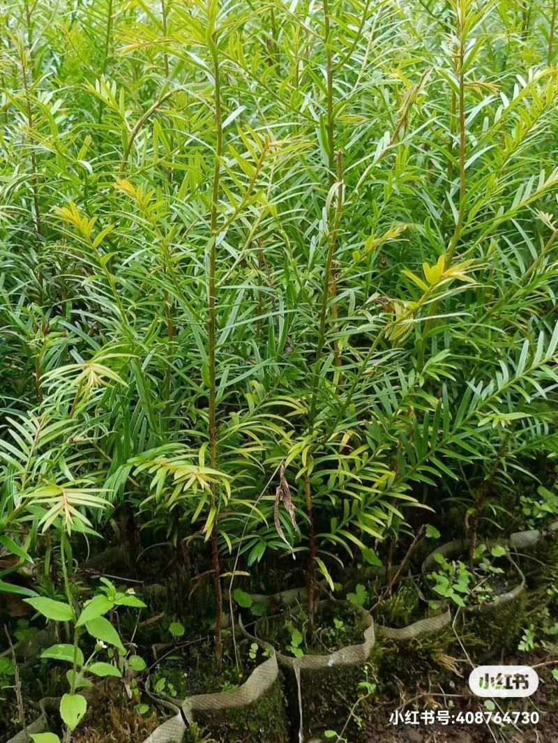 高含量红豆杉