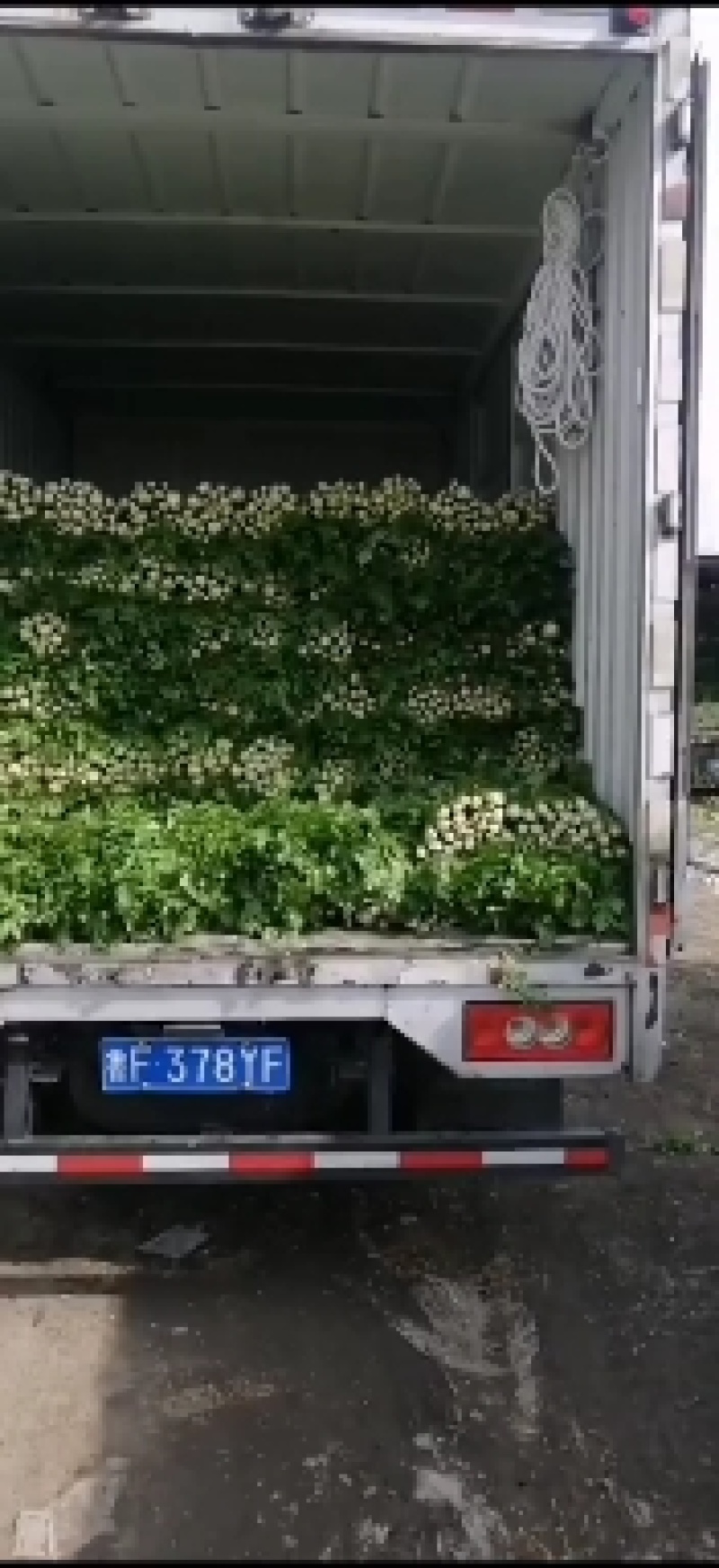 芹菜