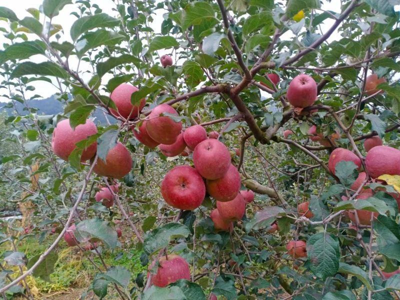 【推荐】四川糖心苹果丑苹果脆甜爽口产地直供量大从优品质保