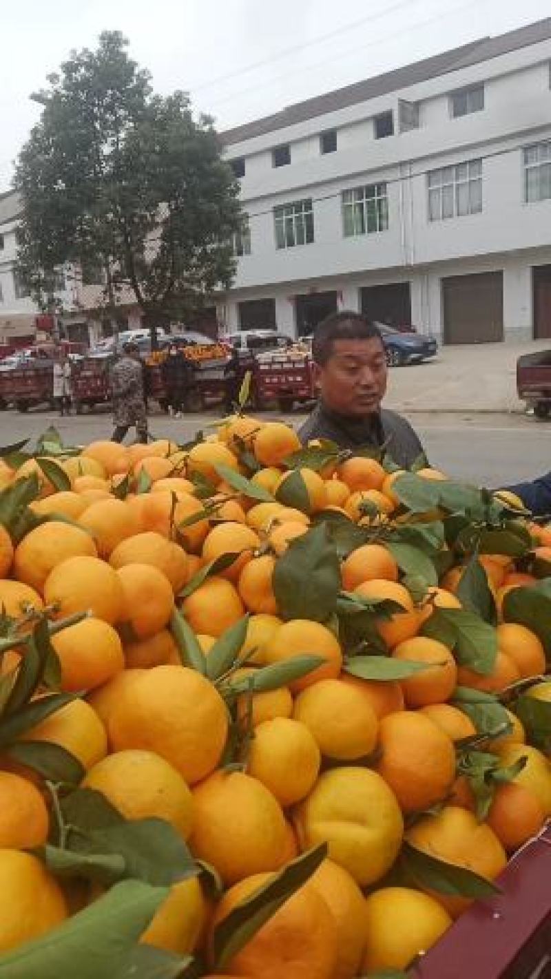 湖北宜昌高山小叶橘高山蜜桔入口即化皮薄多汁产地发货代发全国