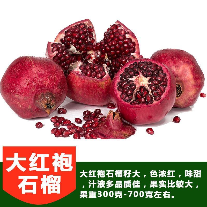 石榴树苗突尼斯软籽石榴无籽石榴现挖现发包成活包结果
