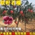 石榴树苗突尼斯软籽石榴无籽石榴现挖现发包成活包结果
