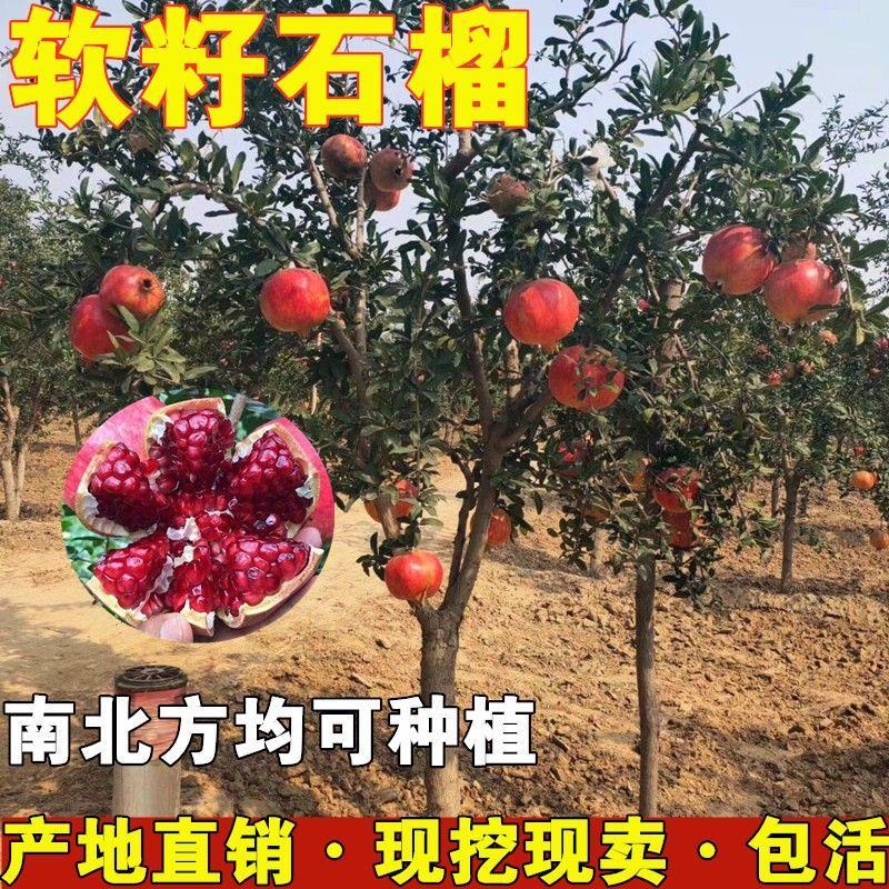 石榴树苗突尼斯软籽石榴无籽石榴现挖现发包成活包结果