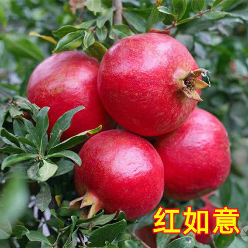 石榴树苗突尼斯软籽石榴无籽石榴现挖现发包成活包结果
