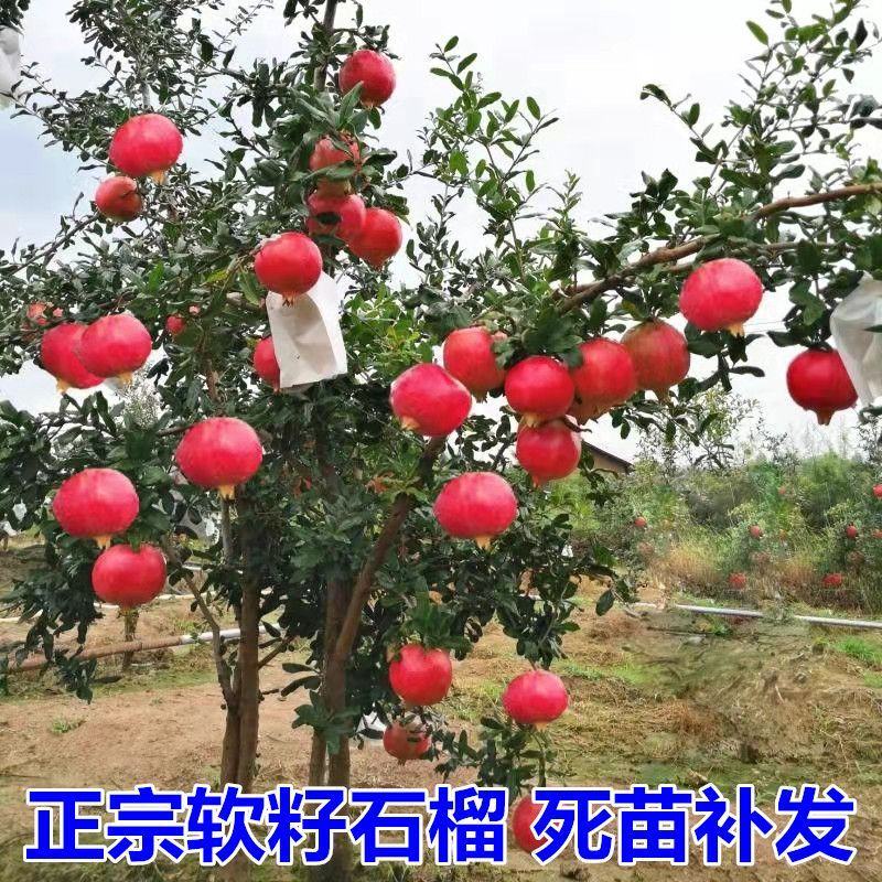 石榴树苗突尼斯软籽石榴无籽石榴现挖现发包成活包结果