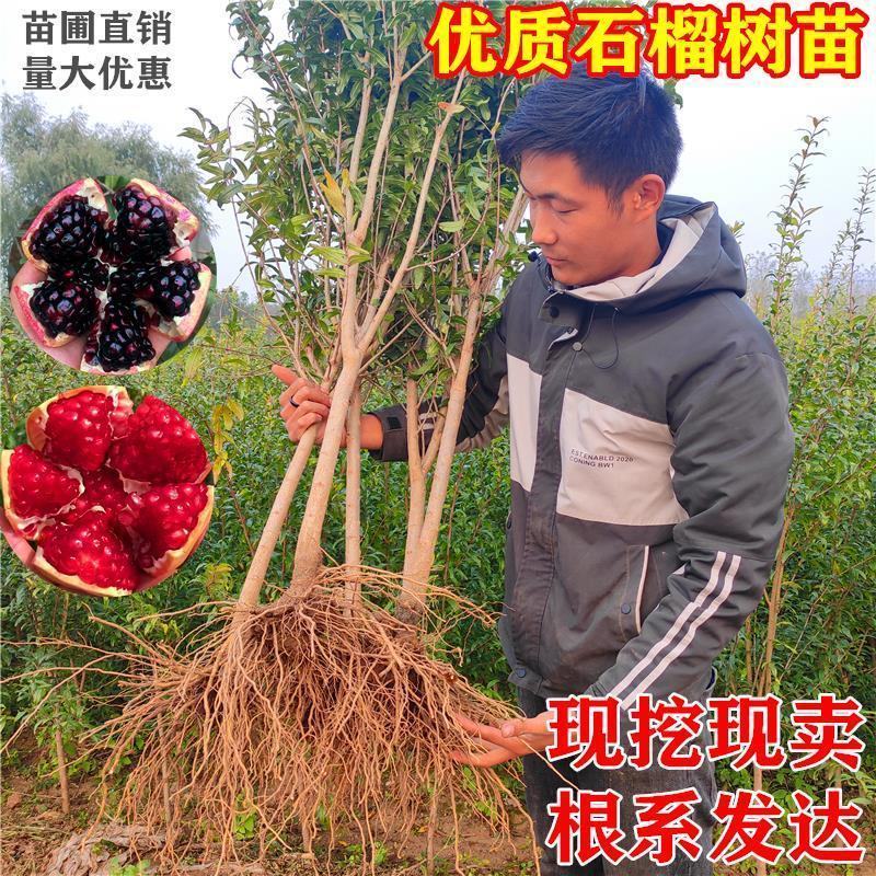 石榴树苗突尼斯软籽石榴无籽石榴现挖现发包成活包结果