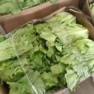 【精品】意大利生菜田头上货大量上市来电洽谈合作价格优惠